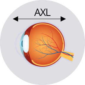 Cross-section of the eye with axial length