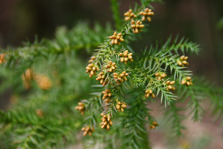 花粉症の原因として知られるスギ（Cryptomeria japonica）の枝のクローズアップ。黄色い雄花が多数ついている。