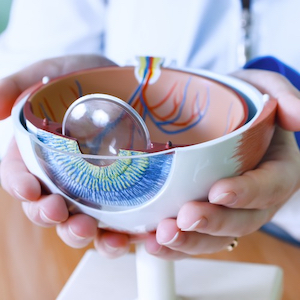 Dłonie trzymające szczegółowy model anatomiczny ludzkiego oka, przedstawiający wewnętrzne i zewnętrzne części oka.